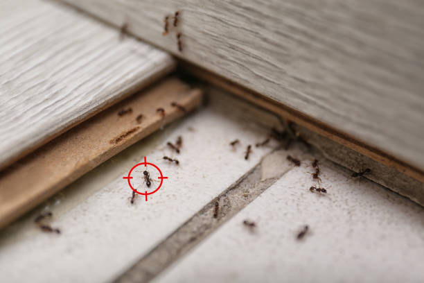 Best Emergency Pest Control  in Lafayette, CA