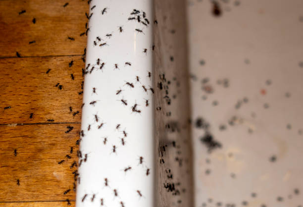  Lafayette, CA Pest Control Pros