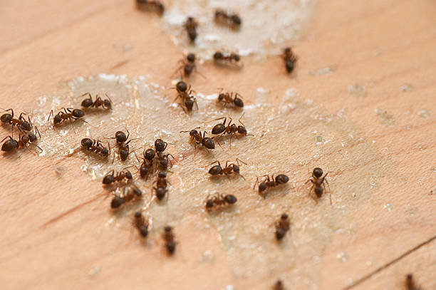 Best Local Pest Control Services  in Lafayette, CA