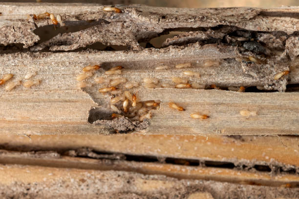 Trusted Lafayette, CA Pest Control Experts