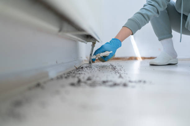 Best Rat Extermination Near Me  in Lafayette, CA
